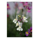 white Toadflax (Linaria Maroccana) flowers Cards