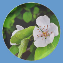 White tree flower plates