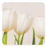 White tulips against a white background, sticker