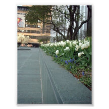 White Tulips at Springtime in Downtown Buffalo Art Photo