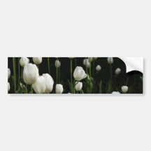 White tulips bumper sticker