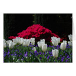 White Tulips Card