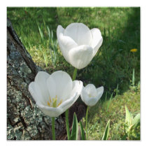 White Tulips Flower Trio Art Photo