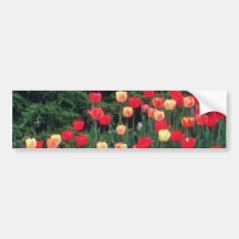 White Tulips flowers Bumper Sticker