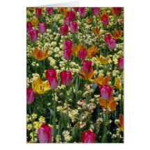 White Tulips in Millbrook Park flowers Greeting Cards