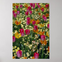 White Tulips in Millbrook Park flowers Posters