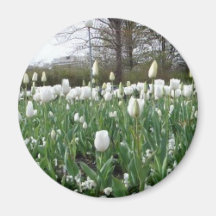 White Tulips Long and Wide Fridge Magnets