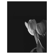 White Tulips Photo On Black Background