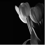 White Tulips Photo On Black Background Photo Cut Out