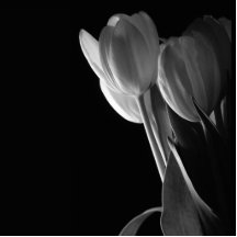 White Tulips Photo On Black Background Photo Cut Out