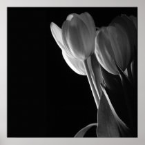 White Tulips Photo On Black Background