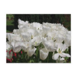 White Tulips Postcard
