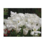 White Tulips Postcard