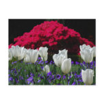 White Tulips Postcard