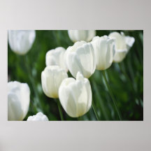 White tulips print