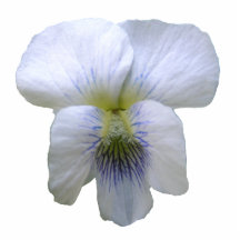 White Violet ~ acrylic Cut Out