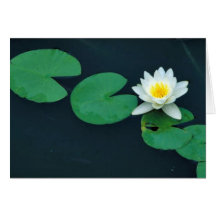 White water lily greeting cards