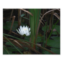 White Water Lily Lilypads 10x8 Flower Print Photo Print