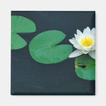 White water lily magnets