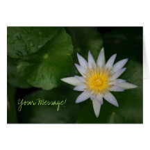 White Water Lily Message Card