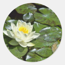 White Water Lily On Pads flowers Round Sticker