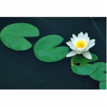 White water lily photo sculpture