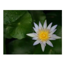 White Water Lily Post Cards