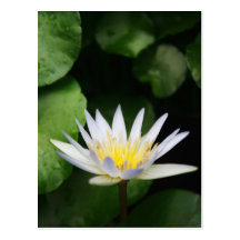 White Water Lily Post Cards