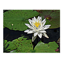 White Water Lily Postcard