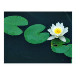 White water lily postcard