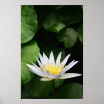White Water Lily Print