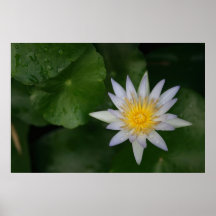 White Water Lily Posters