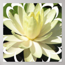 White Water Lily Poster Print