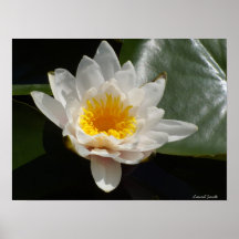 White Water Lily Print