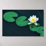 White water lily print