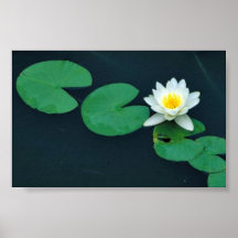 White water lily print