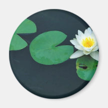 White water lily refrigerator magnet
