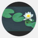 White water lily sticker