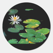 White water lily stickers