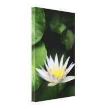 White Water Lily Wrapped Canvas Stretched Canvas Prints