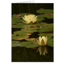 White Waterlilies Greeting Card