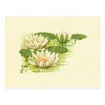 White Waterlilies Post Card
