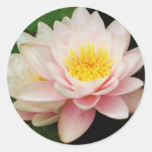 White Waterlily/Lotus Flower Sticker