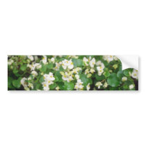 white Wax Begonia (Begonia) flowers Bumper Sticker