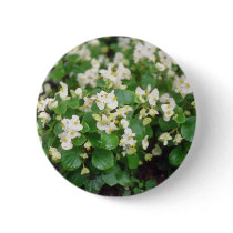 white Wax Begonia (Begonia) flowers Button