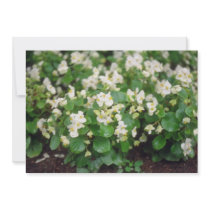 white Wax Begonia (Begonia) flowers Invitations