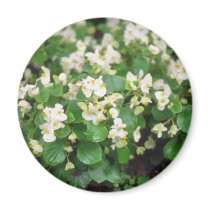white Wax Begonia (Begonia) flowers Fridge Magnet