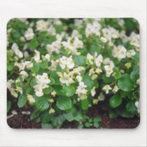 white Wax Begonia (Begonia) flowers Mouse Pad