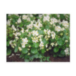 white Wax Begonia (Begonia) flowers Post Cards