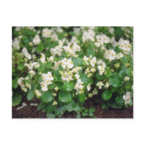 white Wax Begonia (Begonia) flowers Post Cards